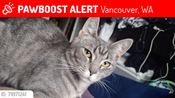 Lost Female Cat last seen Days inn hotel by Vancouver mall , Vancouver, WA 98662