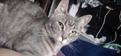 Lost Female Cat last seen Days inn hotel by Vancouver mall , Vancouver, WA 98662