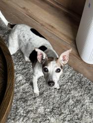Lost Female Dog last seen Florida Ave. and Dairy Road, Melbourne, FL 32901