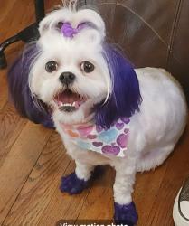 Lost Female Dog last seen Near S Normal Ave, Chicago, IL 60628