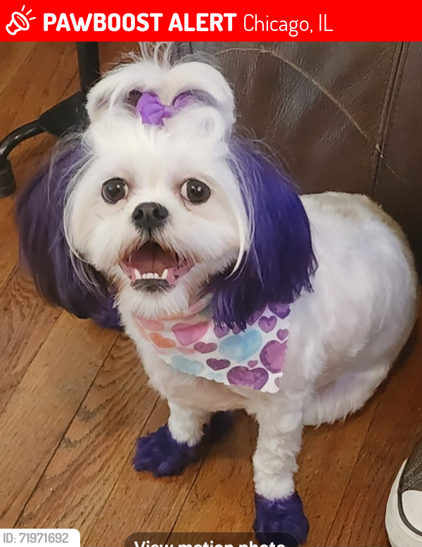Lost Female Dog last seen Near S Normal Ave, Chicago, IL 60628