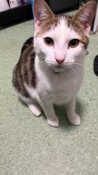 Lost Male Cat last seen Gelligaer , Gelligaer, Wales CF82