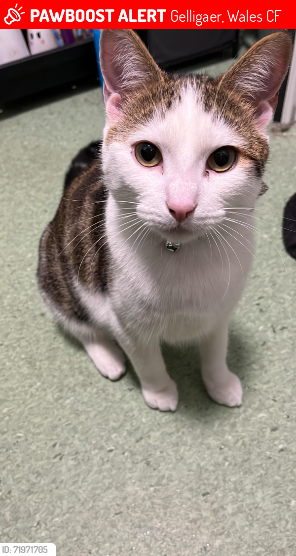 Lost Male Cat last seen Gelligaer , Gelligaer, Wales CF82
