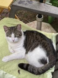 Lost Male Cat last seen West Blvd., Remount Rd., Charlotte, NC 28208