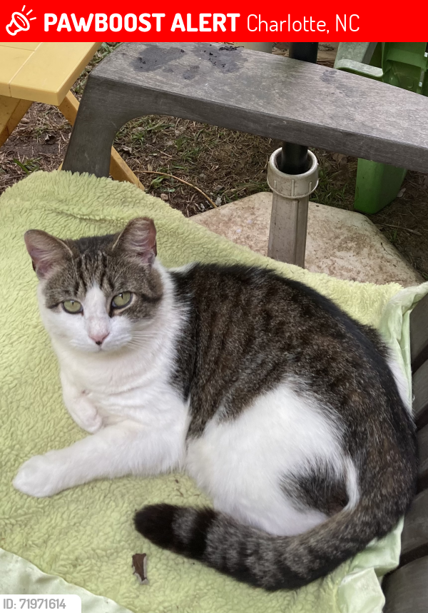 Lost Male Cat last seen West Blvd., Remount Rd., Charlotte, NC 28208