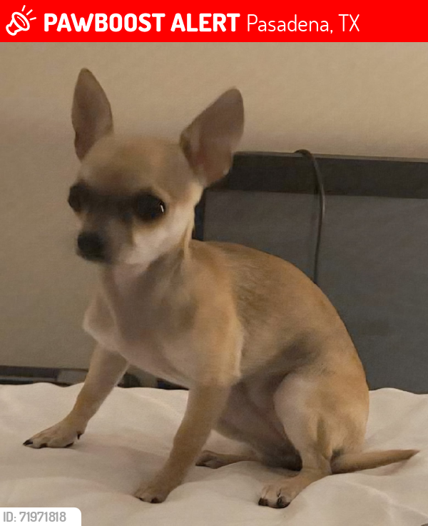 Lost Female Dog last seen Sky Lark Dusky Rose Lane, Pasadena, TX 77502