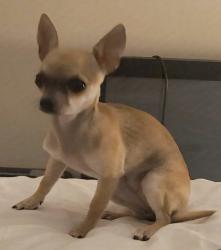 Lost Female Dog last seen Sky Lark Dusky Rose Lane, Pasadena, TX 77502