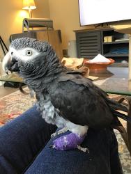 Lost Female Bird last seen Sunset / Makeway, Columbia, SC 29201