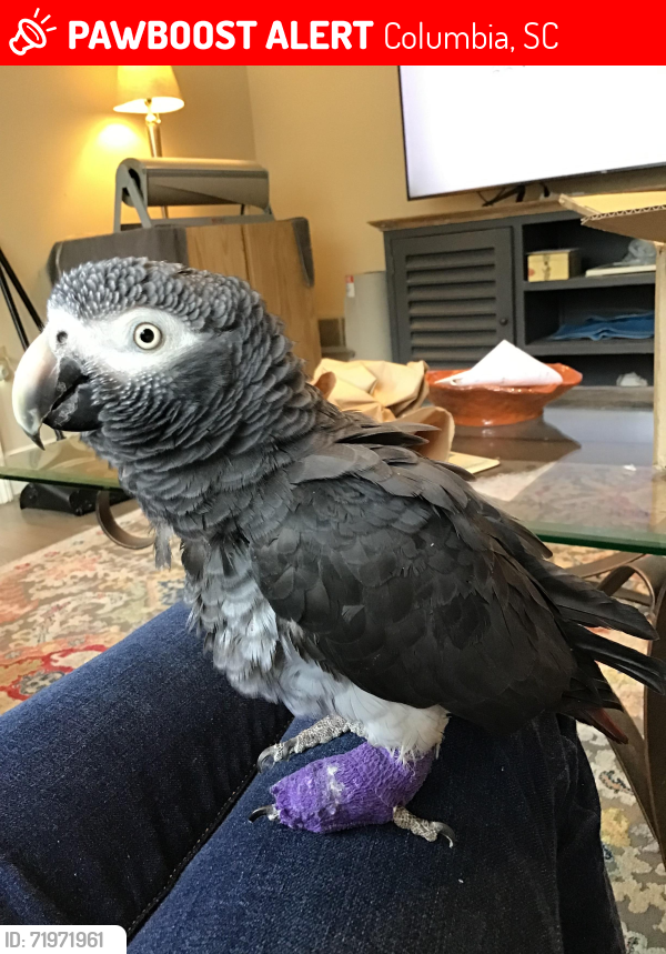 Lost Female Bird last seen Sunset / Makeway, Columbia, SC 29201