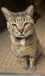 Lost Male Cat last seen Mill Pond Road, Lenoir, NC 28645