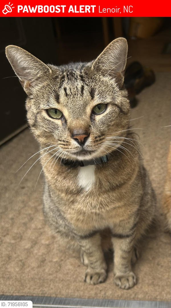 Lost Male Cat last seen Mill Pond Road, Lenoir, NC 28645