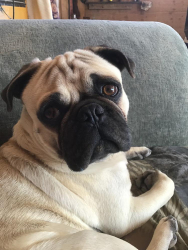 Lost Male Dog last seen Near 19th st s, Birmingham, AL, Birmingham, AL 35205