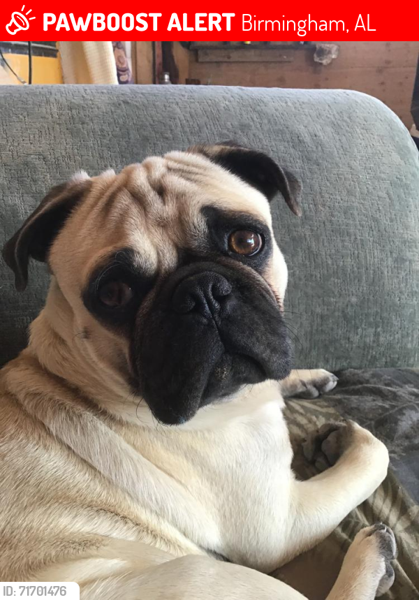 Lost Male Dog last seen Near 19th st s, Birmingham, AL, Birmingham, AL 35205