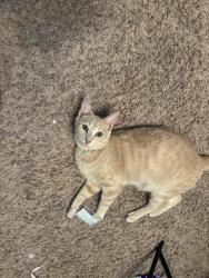 Lost Male Cat last seen Dalrock and 66, Rowlett, TX 75089