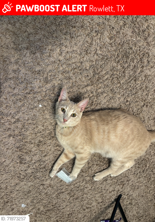 Lost Male Cat last seen Dalrock and 66, Rowlett, TX 75089