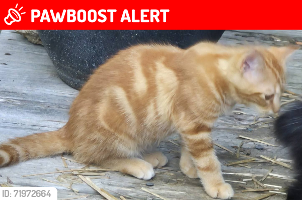 Lost Unknown Cat last seen S Creek Dr & South Turkey Creek, Buncombe County, NC 28748