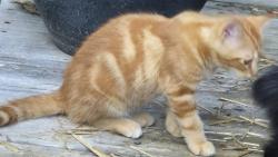 Lost Unknown Cat last seen S Creek Dr & South Turkey Creek, Buncombe County, NC 28748