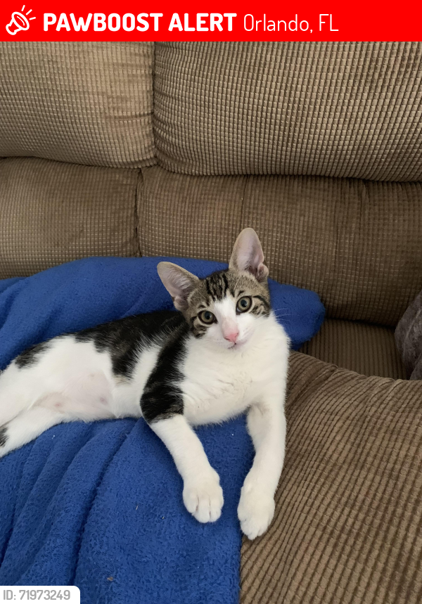 Lost Male Cat last seen Waterbridge, Orlando, FL 32837