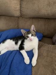 Lost Male Cat last seen Waterbridge, Orlando, FL 32837