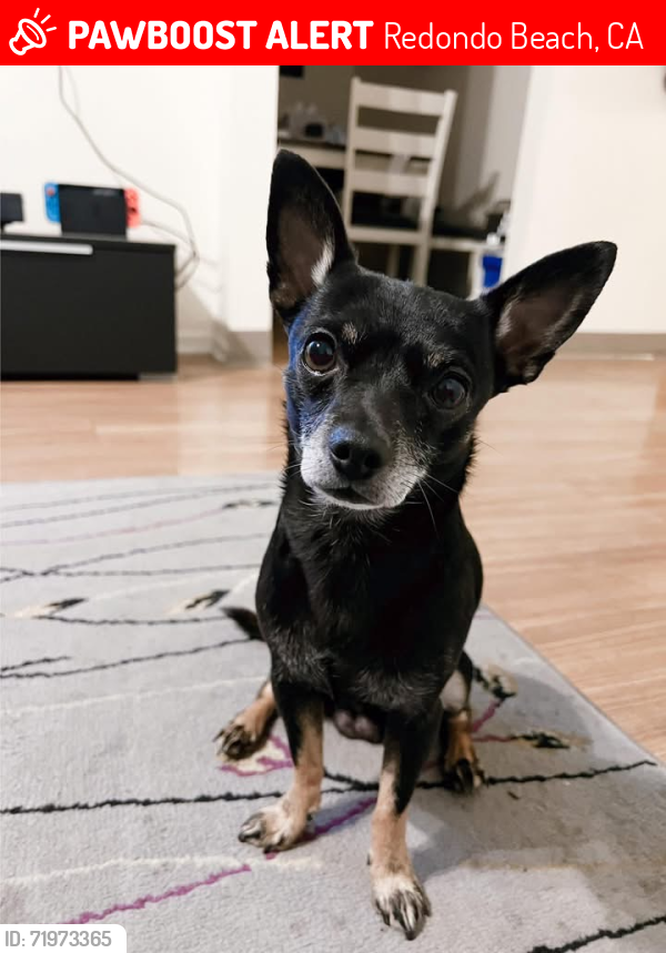 Lost Male Dog last seen Tulita Elementary School, Redondo Beach, CA 90254