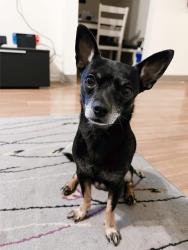 Lost Male Dog last seen Tulita Elementary School, Redondo Beach, CA 90254