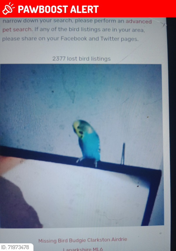 Lost Male Bird last seen  clarkston Airdrie  near to Forrest street  and surrounding areas , Clarkston, Scotland ML6