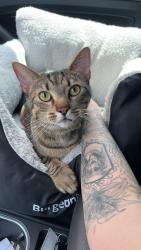Lost Male Cat last seen N Eldridge Pkwy, Lakewood Forest, TX 77377
