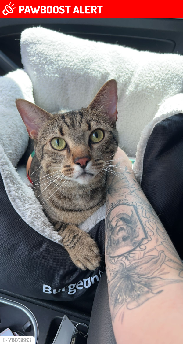 Lost Male Cat last seen N Eldridge Pkwy, Lakewood Forest, TX 77377