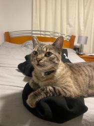 Lost Male Cat last seen Grenadier grove, hillside , Hillside, VIC 3037