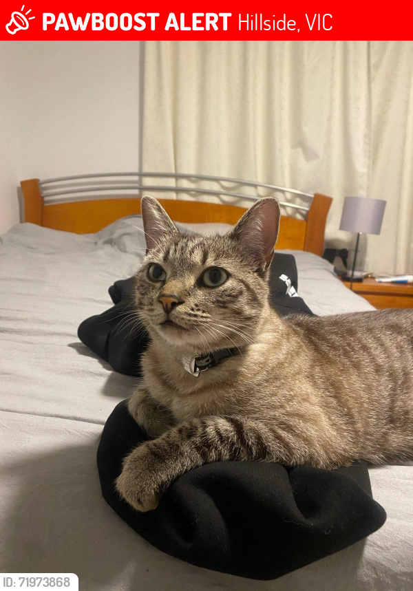 Lost Male Cat last seen Grenadier grove, hillside, Hillside, VIC 3037