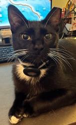 Lost Female Cat last seen Livingston and golden gate parkway, Naples, FL 34105