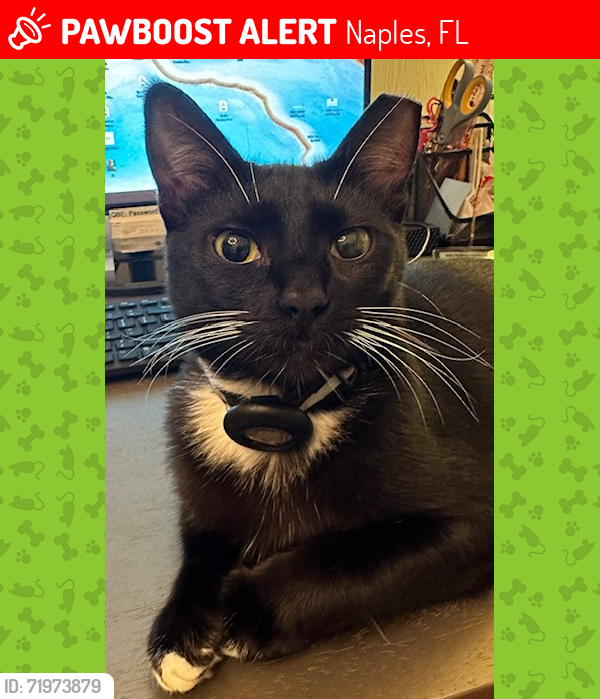 Lost Female Cat last seen Livingston and golden gate parkway, Naples, FL 34105