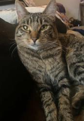 Lost Male Cat last seen Scotts Glen Drive Springfield Oregon , Springfield, OR 97477