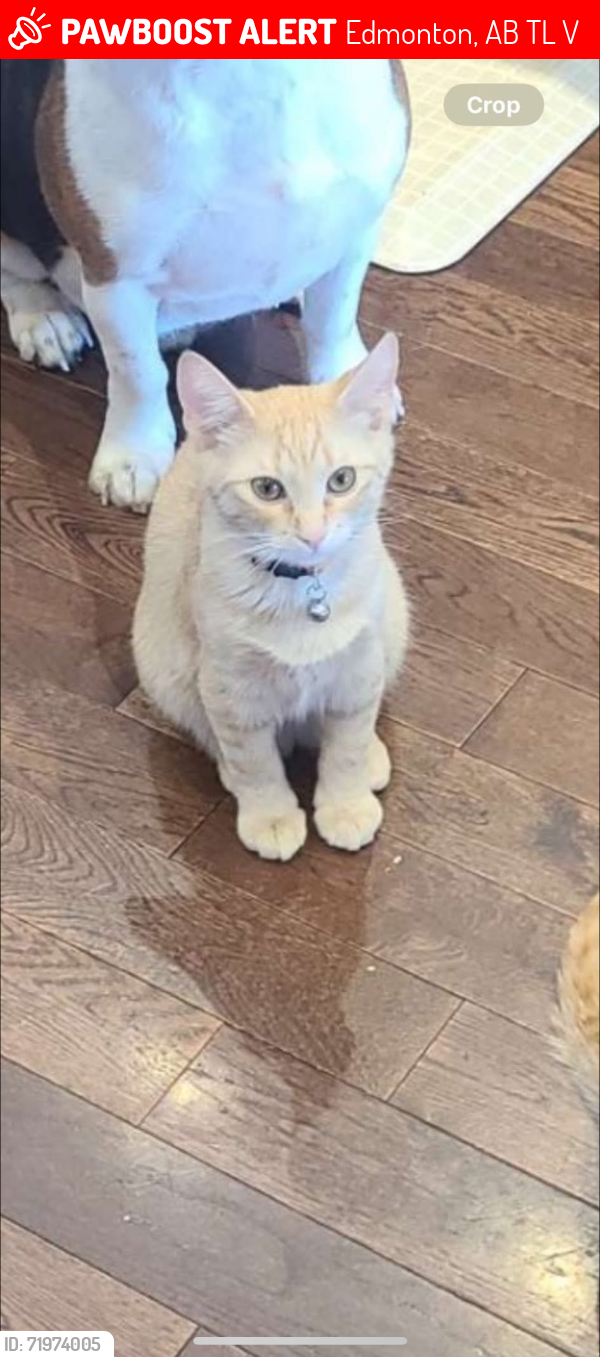 Lost Male Cat last seen 45th St nw and 20th avenue pollard meadowd, Edmonton, AB T6L 2V1