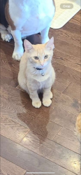 Lost Male Cat last seen 45th St nw and 20th avenue pollard meadowd, Edmonton, AB T6L 2V1