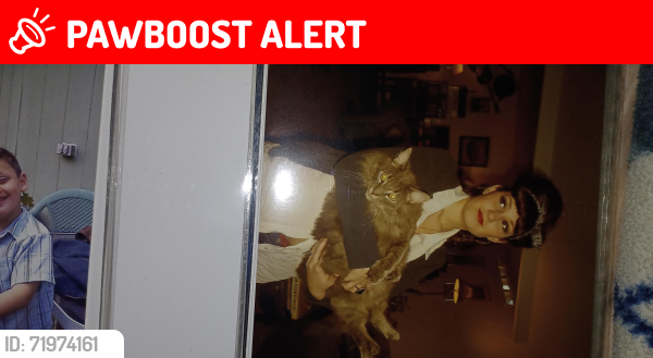 Lost Male Cat last seen 57th ave w 225 mountlake terrace, Mountlake Terrace, WA 98043