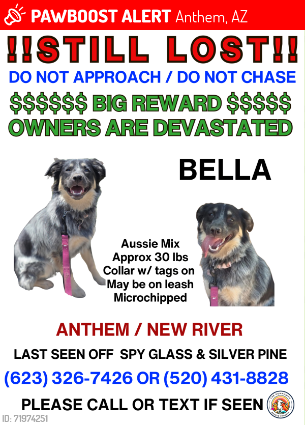 Lost Female Dog last seen Honda Bow and Central , Anthem, AZ 85086