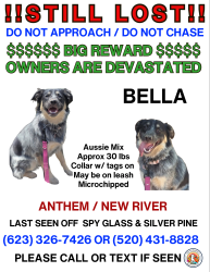 Lost Female Dog last seen Honda Bow and Central , Anthem, AZ 85086