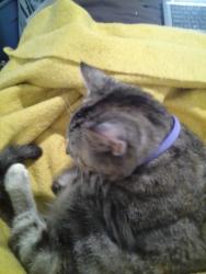 Lost Female Cat last seen Maltby Ave and St.Julian, Norfolk, VA 23504