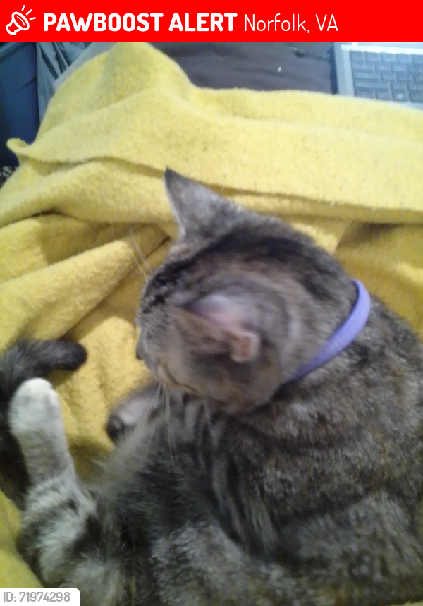 Lost Female Cat last seen Maltby Ave and St.Julian, Norfolk, VA 23504