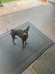 Lost Female Dog last seen 76th & Sheridan.  Valley South , Tulsa, OK 74133