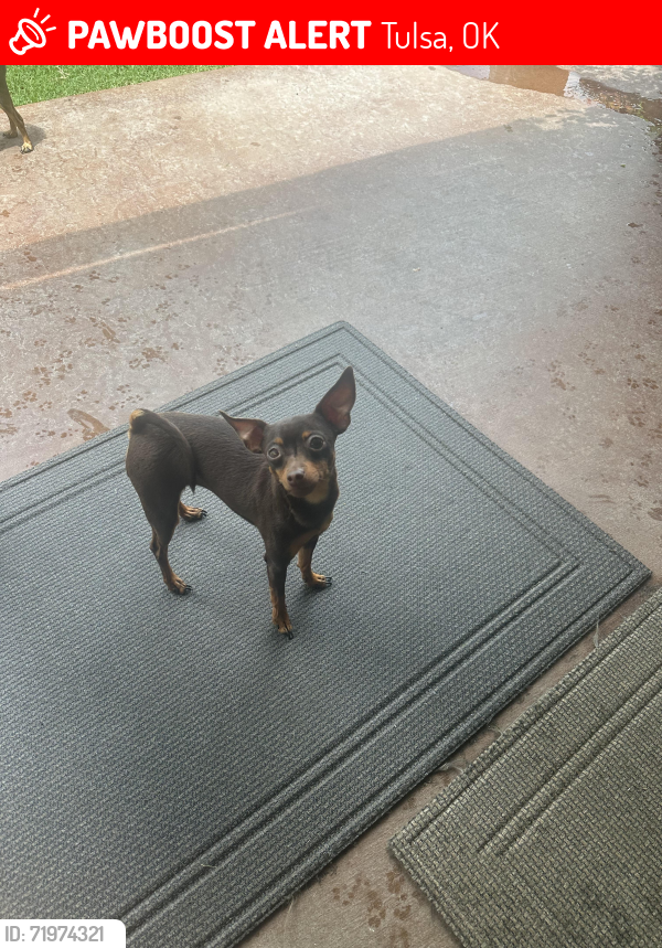 Lost Female Dog last seen 76th & Sheridan.  Valley South , Tulsa, OK 74133