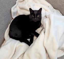 Lost Female Cat last seen Near Street and 48 Ave close to Bessie, Edmonton, AB T6M 0C1