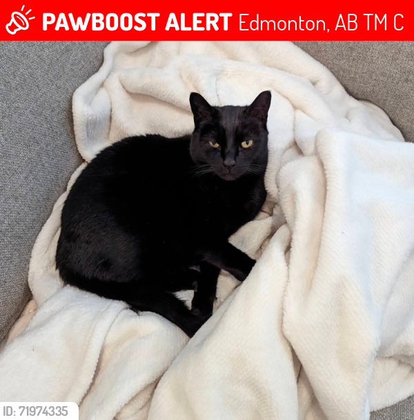 Lost Female Cat last seen Near Street and 48 Ave close to Bessie, Edmonton, AB T6M 0C1