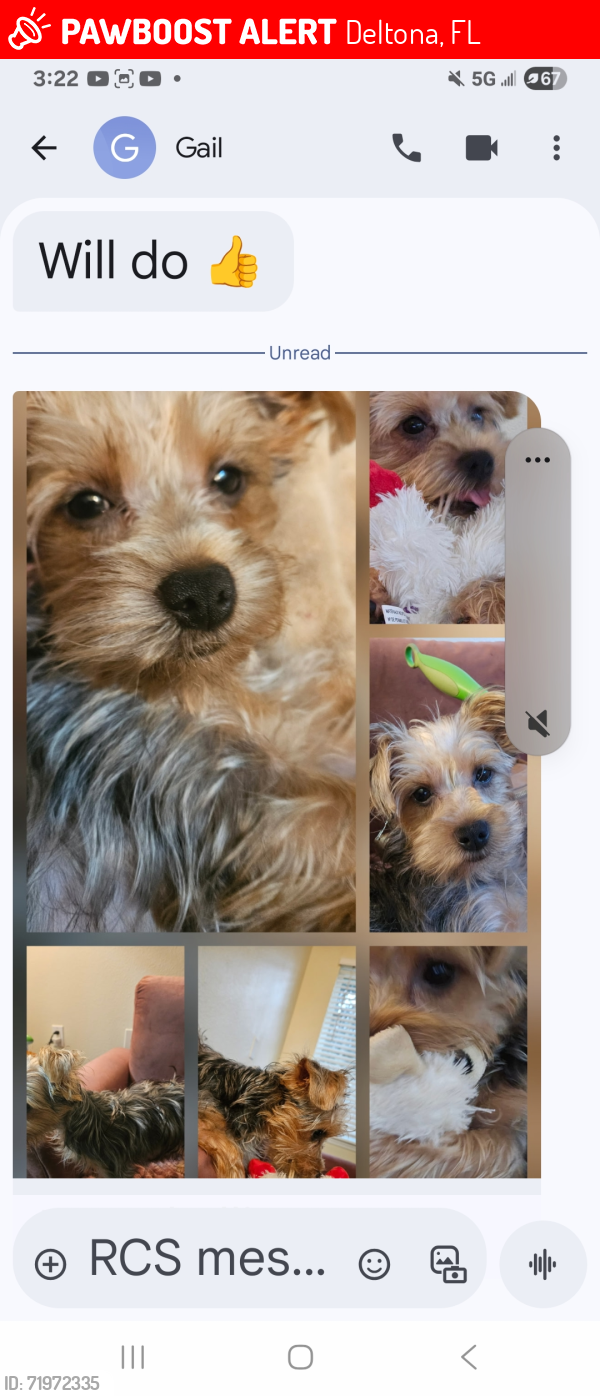 Lost Female Dog last seen Saxon, Deltona, FL 32725