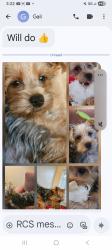 Lost Female Dog last seen Saxon, Deltona, FL 32725