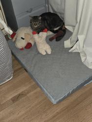 Lost Male Cat last seen Glover Road and Lynnwood lane , Rockford, TN 37853