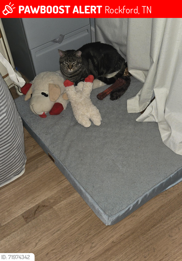 Lost Male Cat last seen Glover Road and Lynnwood lane , Rockford, TN 37853