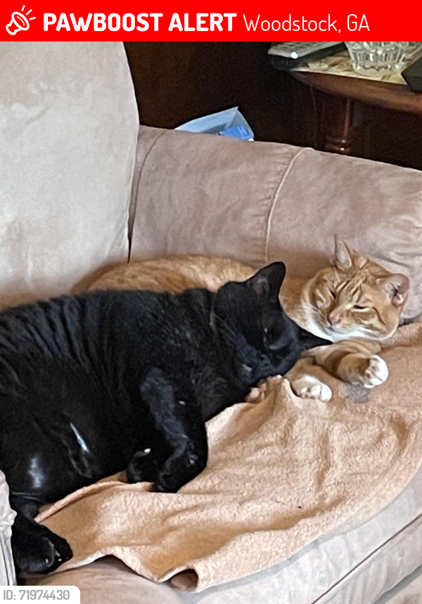 Lost Female Cat last seen Victoria Landing Estates, Woodstock, GA 30189