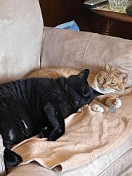 Lost Female Cat last seen Victoria Landing Estates, Woodstock, GA 30189